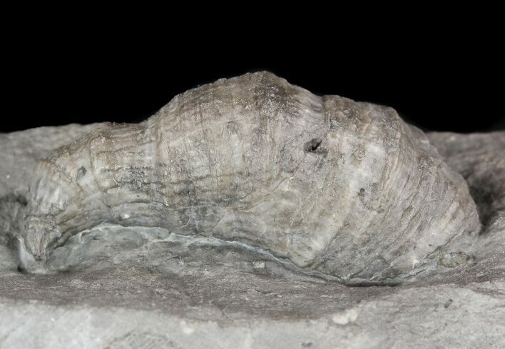 Devonian Horn Coral - New York #50058